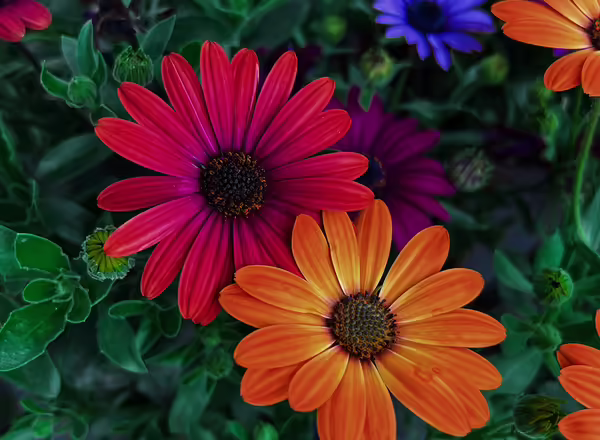 Osteospermum