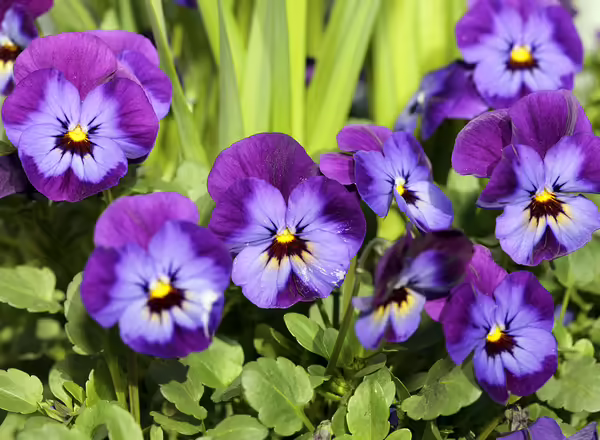 Pansy