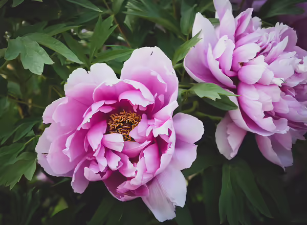 Peony