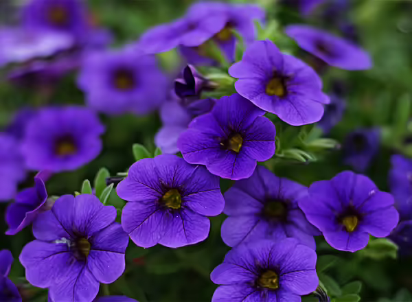 Petunia