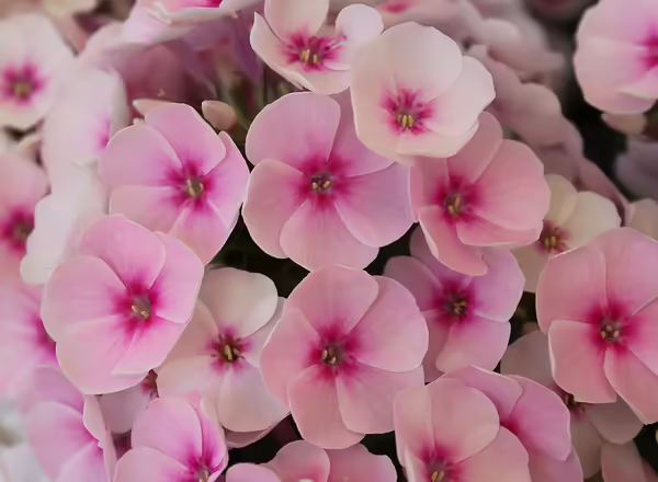 Phlox paniculata