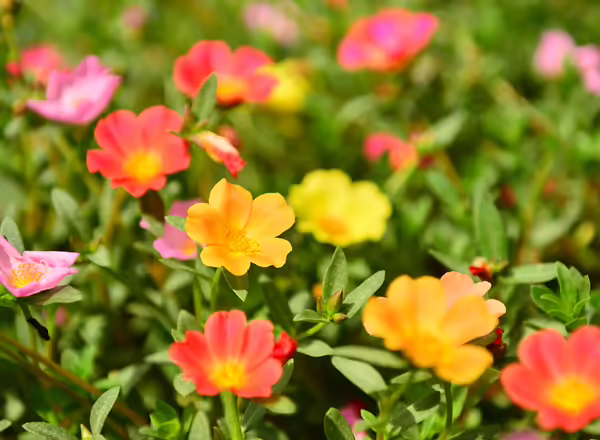 Portulaca grandiflora