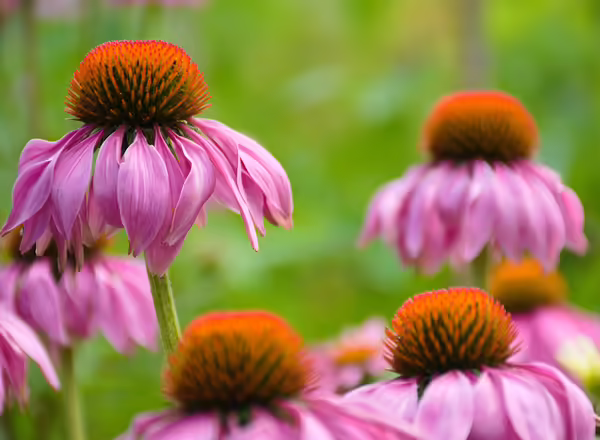 Purple Coneflower