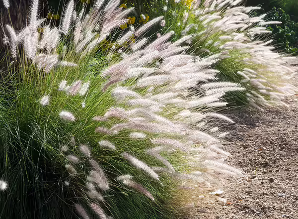 Red Fountain Grass