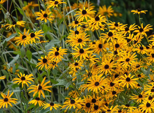 Rudbeckia