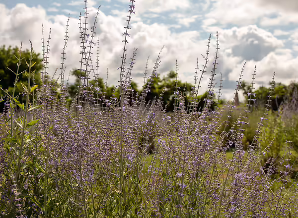 Russian Sage