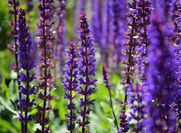 Salvia