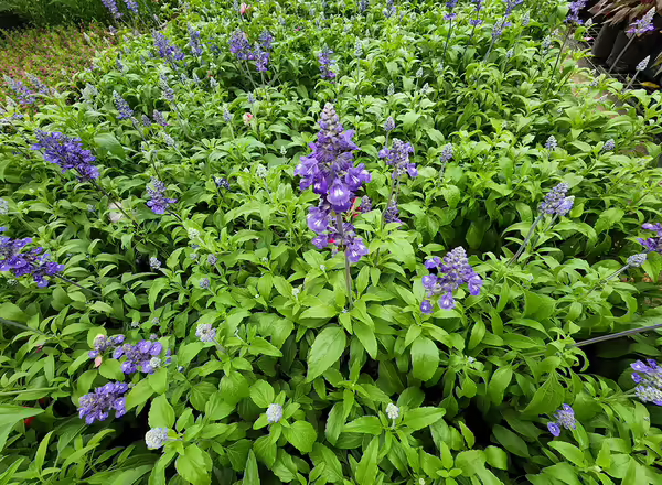Salvia sp.