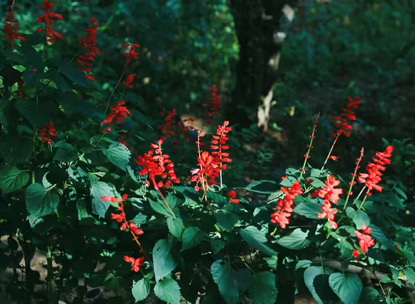 Salvia splendens