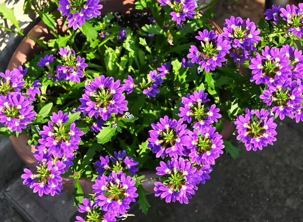 Scaevola