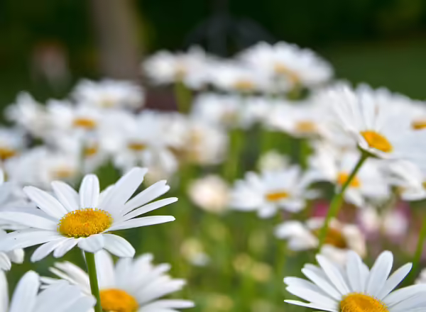 Shasta Daisy