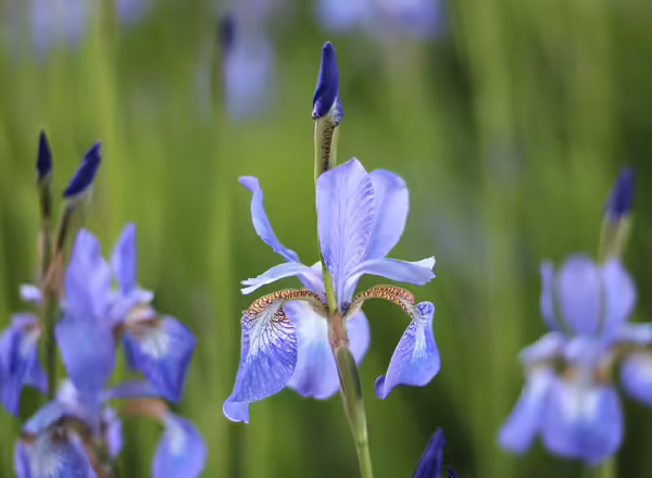 Siberian Iris