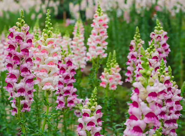 Snapdragon