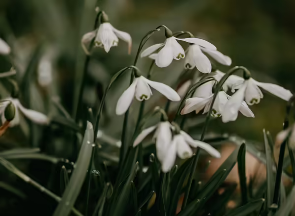 Snowdrop Anemone
