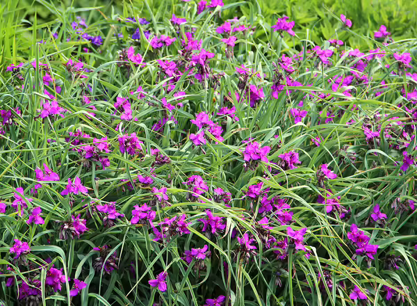 Spiderwort