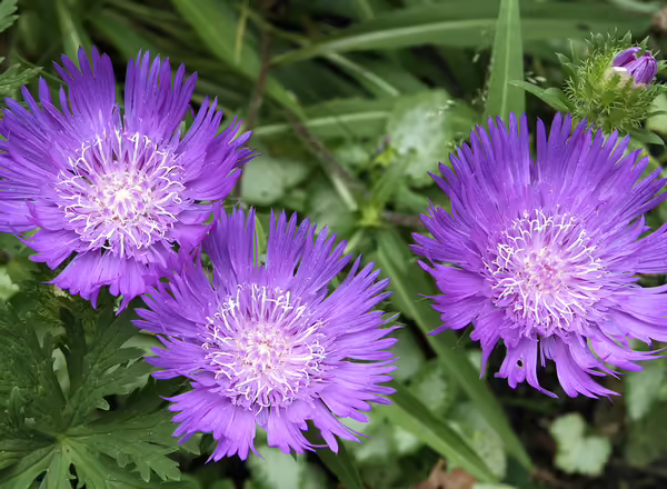 Stokes Aster