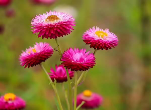 Strawflower