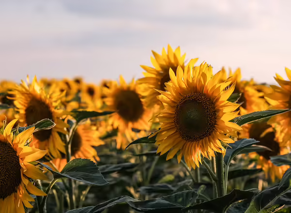 sunflower