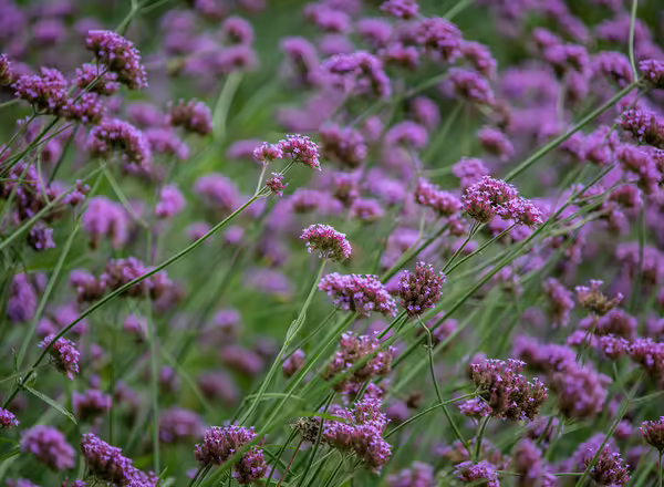 Verbena