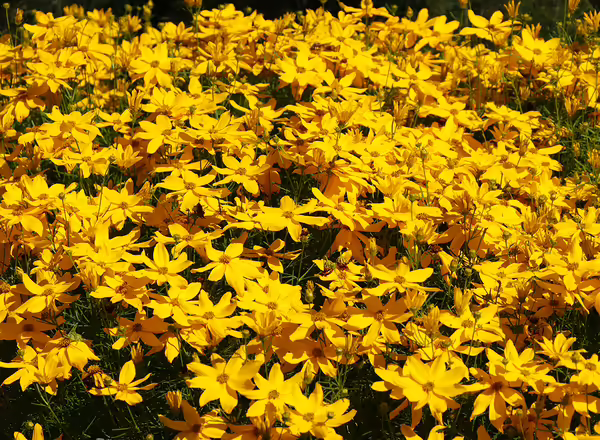 Threadleaf Coreopsis
