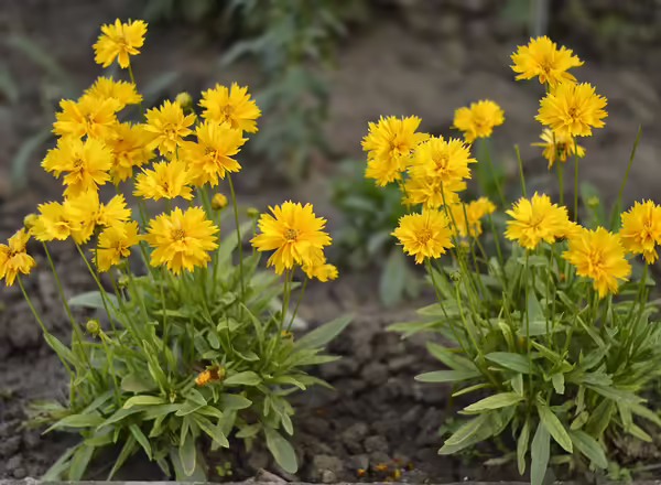 Tickseed Coreopsis grandiflora