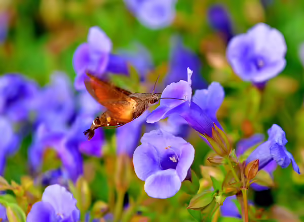 Torenia with hummingbird