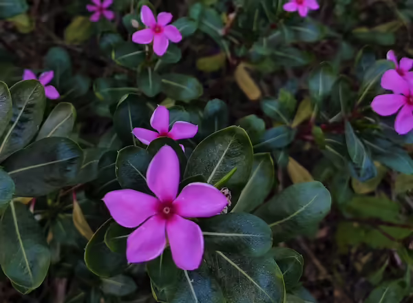 Vinca