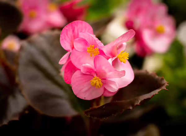 Wax Begonia x semperflorens-cultorum