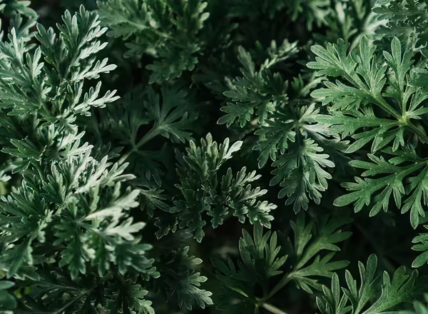 Wormwood