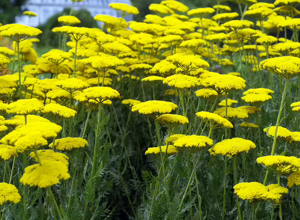 Fernleaf Yarrow Achillea filipendulina