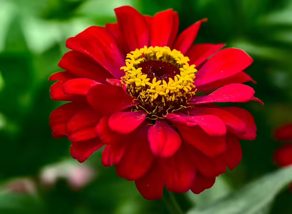 Zinnia