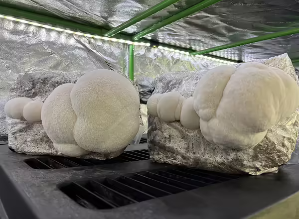 lions mushroom