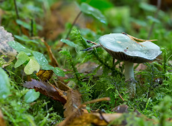 roundhead, Stropharia mushroom