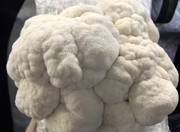 bear's head lion's mane variety