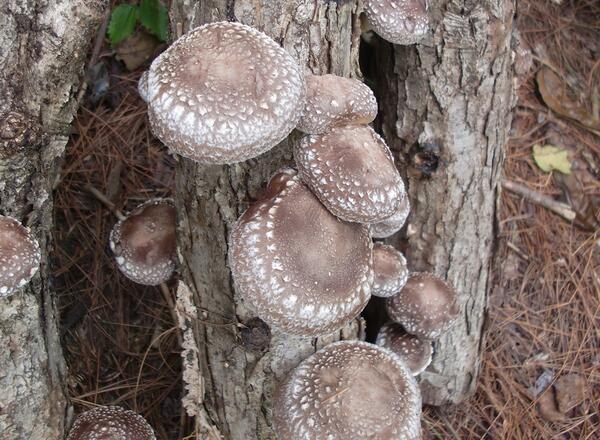 shitake mushrooms growing on log