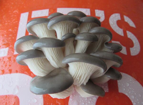 Mature Bucket Mushrooms