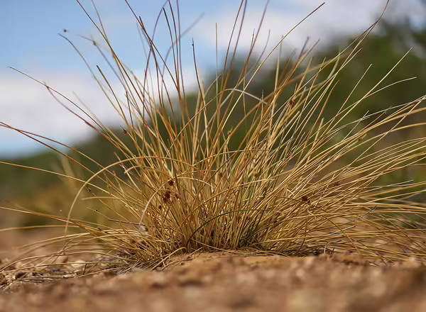 wilted plant in drought