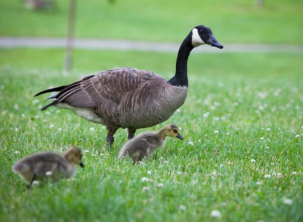 geese and baby geese