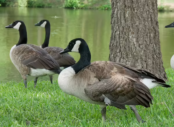 geese