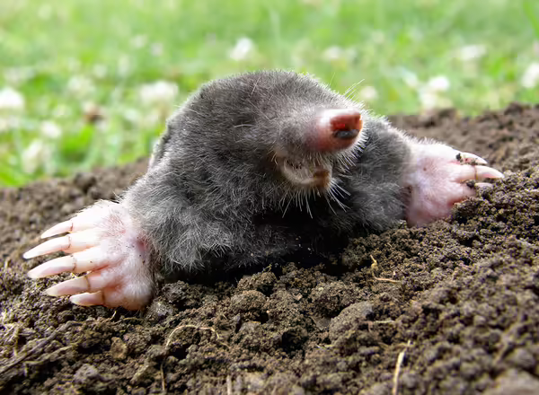 moles