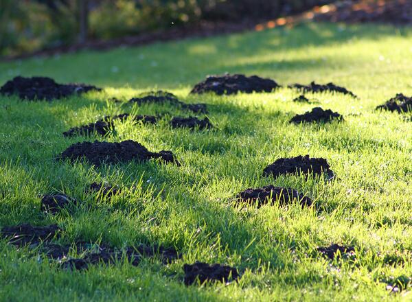 mounds of dirt from moles