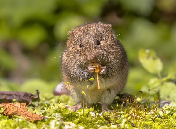 vole chewing on plant