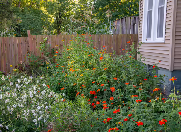 Tithonias with orange and yellow flowers growing next to a house