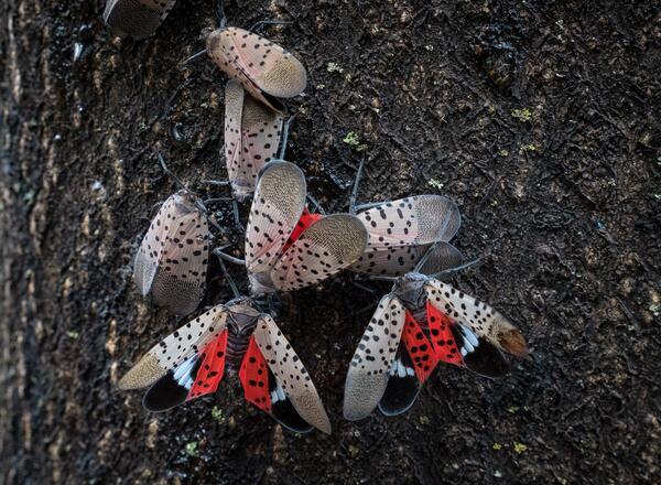 Spotted lanternfly adults on a tree