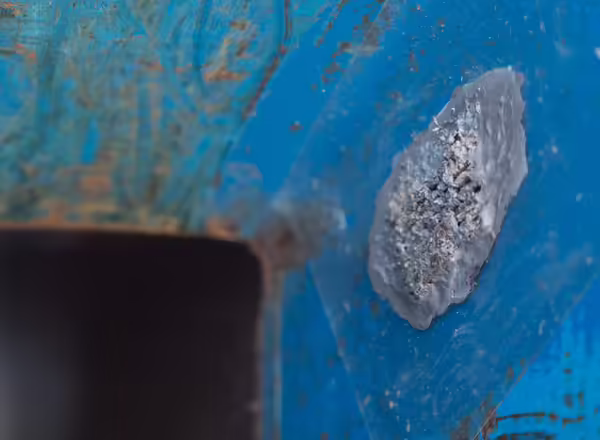 Spotted lanternfly egg mass