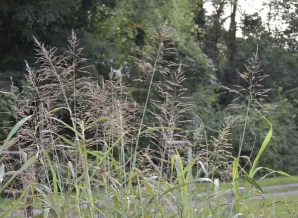 johnson grass in bloom