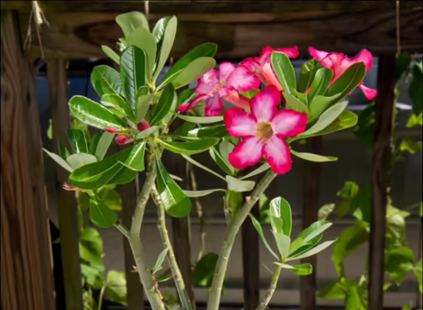 Pink flowers blooming on green stems of desert rose plant.