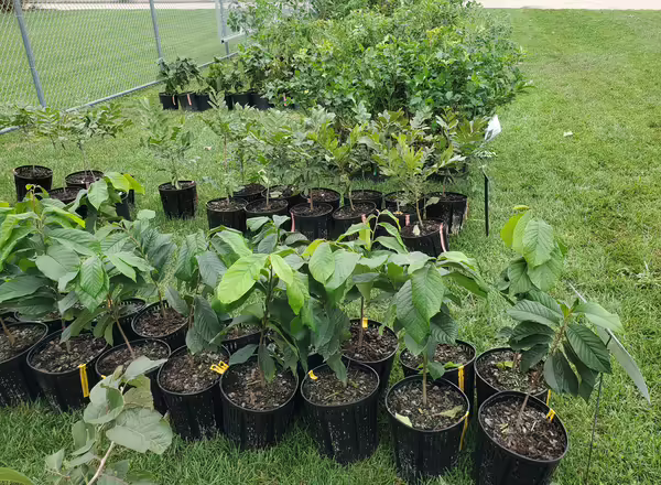 Trees Lined Up for Planting