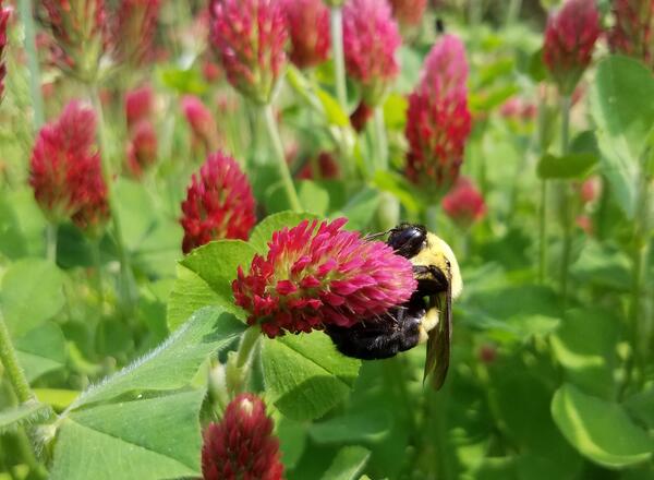 A bee on crimson clover flower