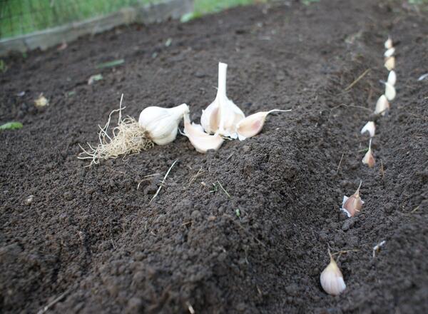 Garlic bulbs planted in the ground